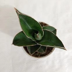 CGASPL Plants Sansevieria Ehrenbergii Samurai Dwarf Plant 9 CGASPL Plants Sansevieria Ehrenbergii Samurai Dwarf Plant