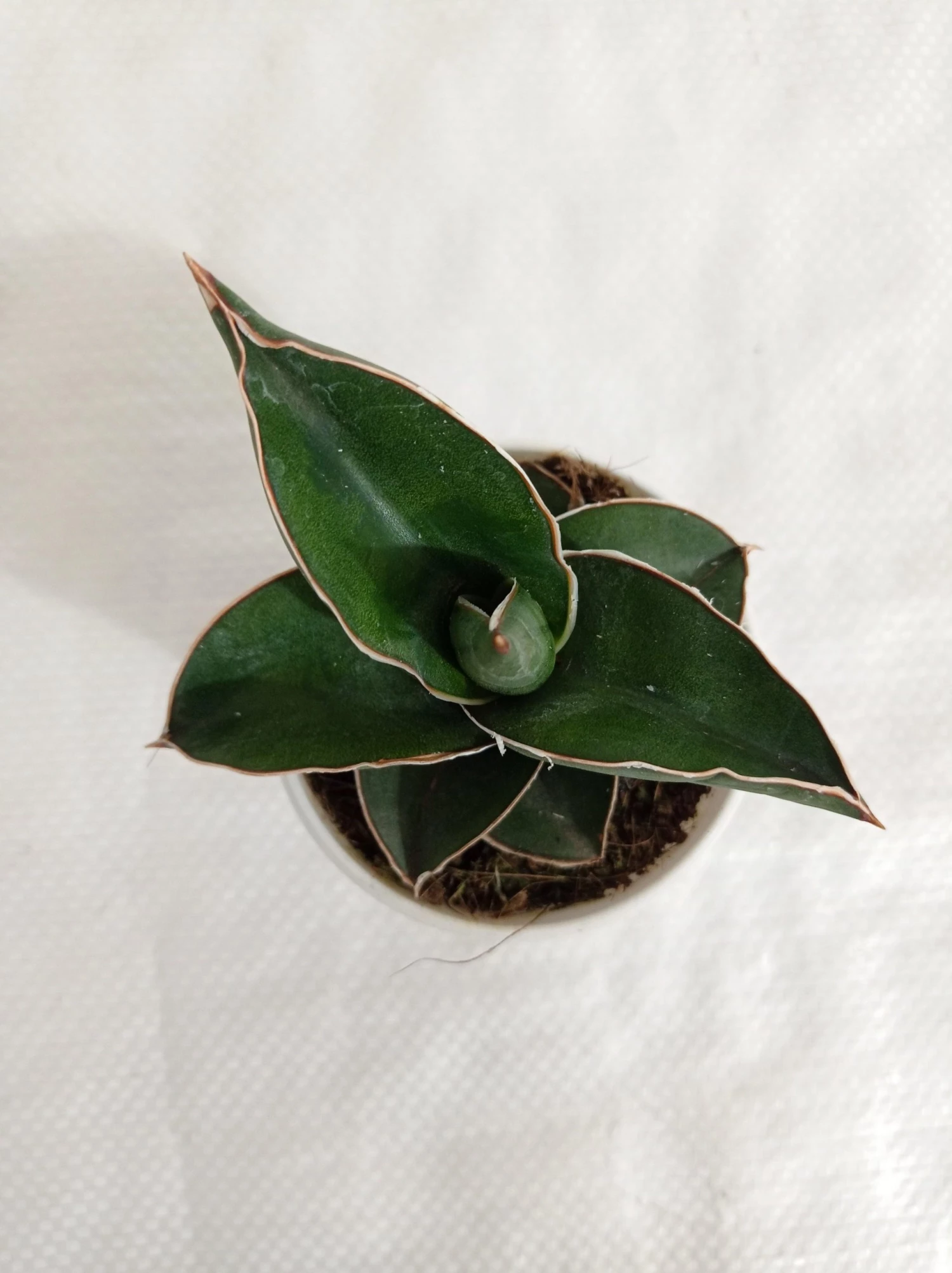 CGASPL Plants Sansevieria Ehrenbergii Samurai Dwarf Plant 6 CGASPL Plants Sansevieria Ehrenbergii Samurai Dwarf Plant