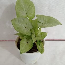 CGASPL Syngonium White Color Plant