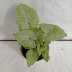 CGASPL Syngonium White Color Plant