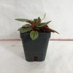 CGASPL Peperomia Caperata Rossa Plant Plants