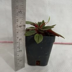 CGASPL Peperomia Caperata Rossa Plant Plants