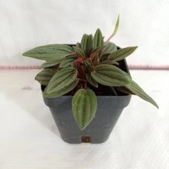 CGASPL Peperomia Caperata Rossa Plant Plants