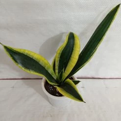 CGASPL Plants Sansevieria Black Gold Superba Plant