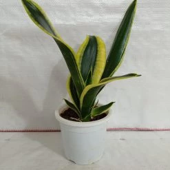 CGASPL Plants Sansevieria Black Gold Superba Plant