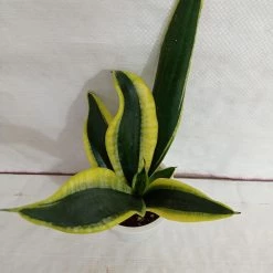 CGASPL Plants Sansevieria Black Gold Superba Plant