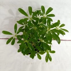 CGASPL Plants Schefflera Green Color Plant
