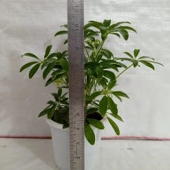 CGASPL Plants Schefflera Green Color Plant