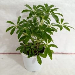 CGASPL Plants Schefflera Green Color Plant