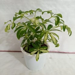 CGASPL Schefflera Variegated Small Leaves Plant