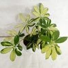 CGASPL Plants Schefflera Variegated Big Leaves Plant