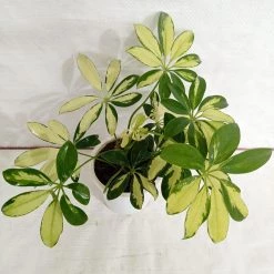 CGASPL Plants Schefflera Variegated Big Leaves Plant