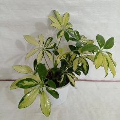 CGASPL Plants Schefflera Variegated Big Leaves Plant