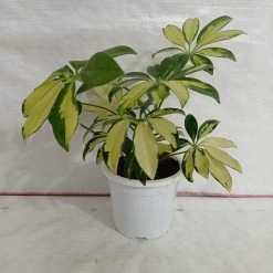 CGASPL Plants Schefflera Variegated Big Leaves Plant