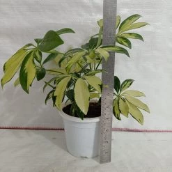 CGASPL Plants Schefflera Variegated Big Leaves Plant