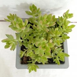 CGASPL Sedum Adolphii (Sedum Golden Glow) Big Succulent Plant