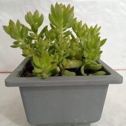 CGASPL Sedum Adolphii (Sedum Golden Glow) Big Succulent Plant