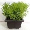 CGASPL Plants Senecio Barbertonicus Big Succulent Plant 1 CGASPL Plants Senecio Barbertonicus Big Succulent Plant