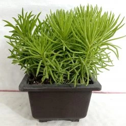 CGASPL Plants Senecio Barbertonicus Big Succulent Plant