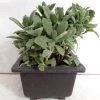 CGASPL Kalanchoe Behartii Big Succulent Plant Plants