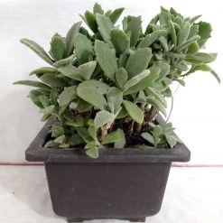CGASPL Kalanchoe Behartii Big Succulent Plant Plants