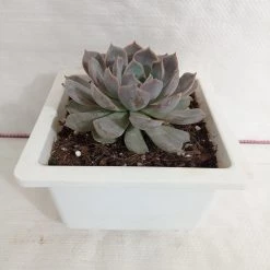 CGASPL Plants Pachyveria Scheideckeri Big Succulent Plant