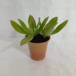 CGASPL Crassula Campfire Green Small Succulent Plant Plants