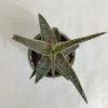 CGASPL Plants Aloe Zebrina Dannyz Succulent Plant