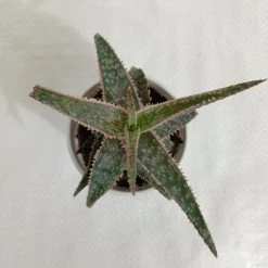 CGASPL Plants Aloe Zebrina Dannyz Succulent Plant