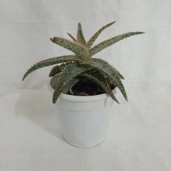 CGASPL Plants Aloe Zebrina Dannyz Succulent Plant
