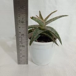 CGASPL Plants Aloe Zebrina Dannyz Succulent Plant