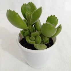 CGASPL Cotyledon Tomentosa Bear Paw Succulent Plant Plants