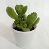 CGASPL Cotyledon Tomentosa Bear Paw Succulent Plant Plants