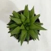 CGASPL Haworthia Retusa Succulent Plant