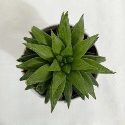 CGASPL Haworthia Retusa Succulent Plant