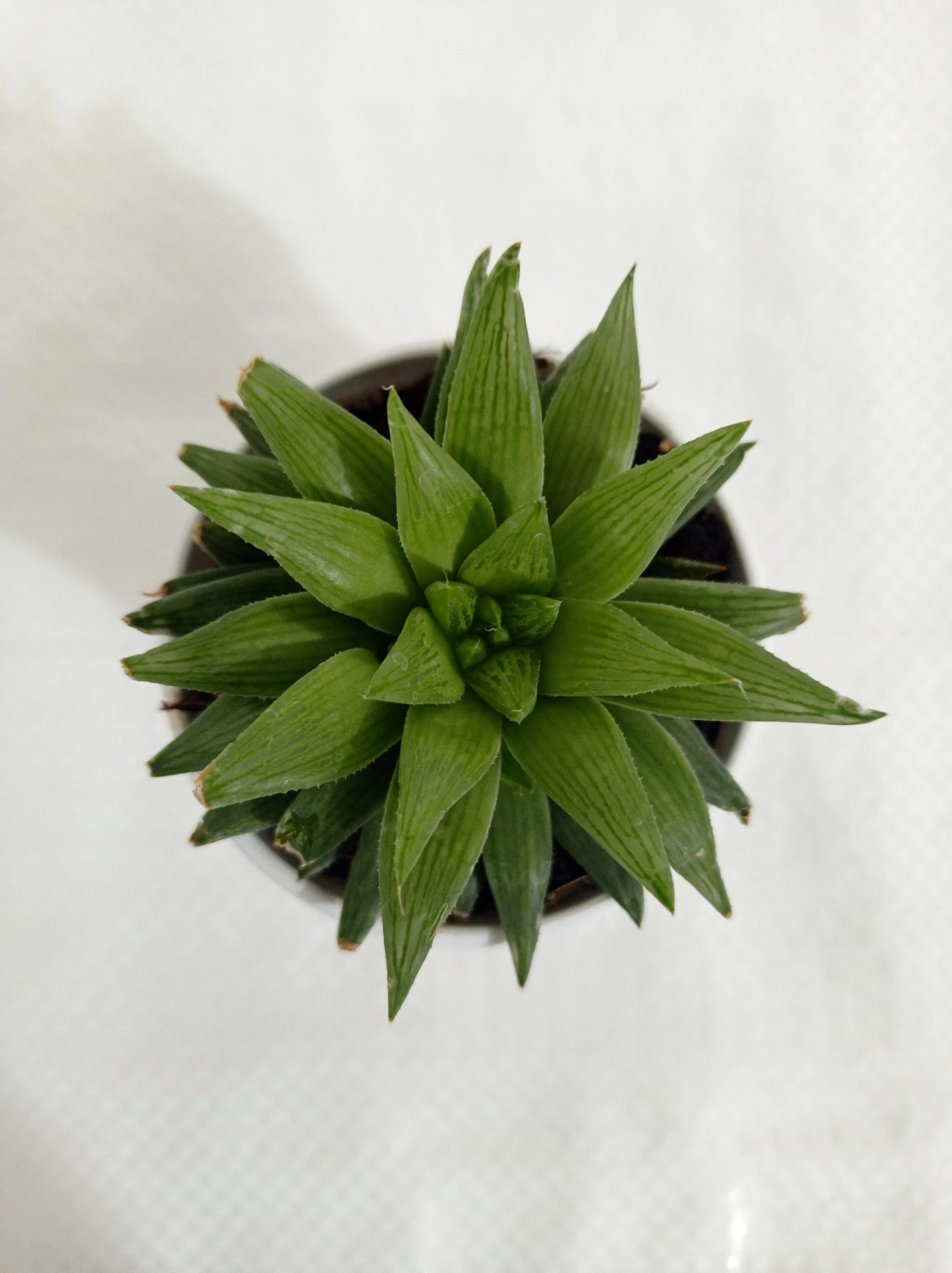 CGASPL Haworthia Retusa Succulent Plant 3 CGASPL Haworthia Retusa Succulent Plant