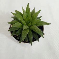 CGASPL Haworthia Retusa Succulent Plant