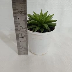 CGASPL Haworthia Retusa Succulent Plant 9 CGASPL Haworthia Retusa Succulent Plant