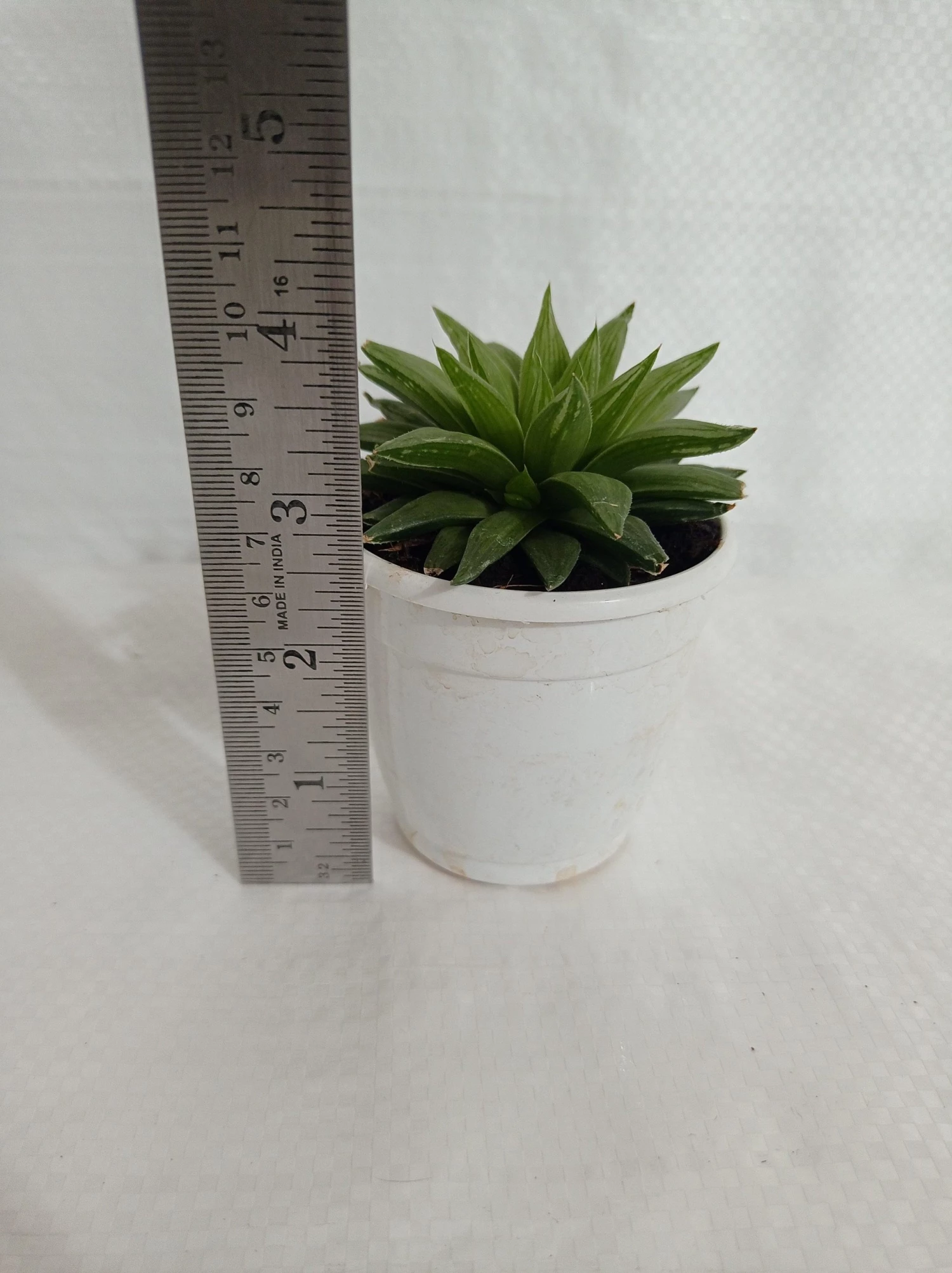 CGASPL Haworthia Retusa Succulent Plant 6 CGASPL Haworthia Retusa Succulent Plant
