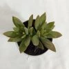 CGASPL Plants Sedum Adolphii (Golden Sedum) Succulent Plant