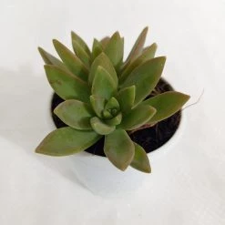 CGASPL Plants Sedum Adolphii (Golden Sedum) Succulent Plant