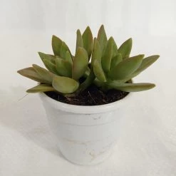 CGASPL Plants Sedum Adolphii (Golden Sedum) Succulent Plant