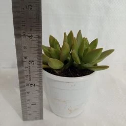 CGASPL Plants Sedum Adolphii (Golden Sedum) Succulent Plant