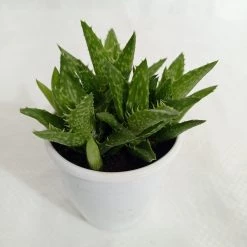 CGASPL Aloe Juvenna (Tiger Tooth Aloe) Succulent Plant Plants 8 CGASPL Aloe Juvenna (Tiger Tooth Aloe) Succulent Plant Plants