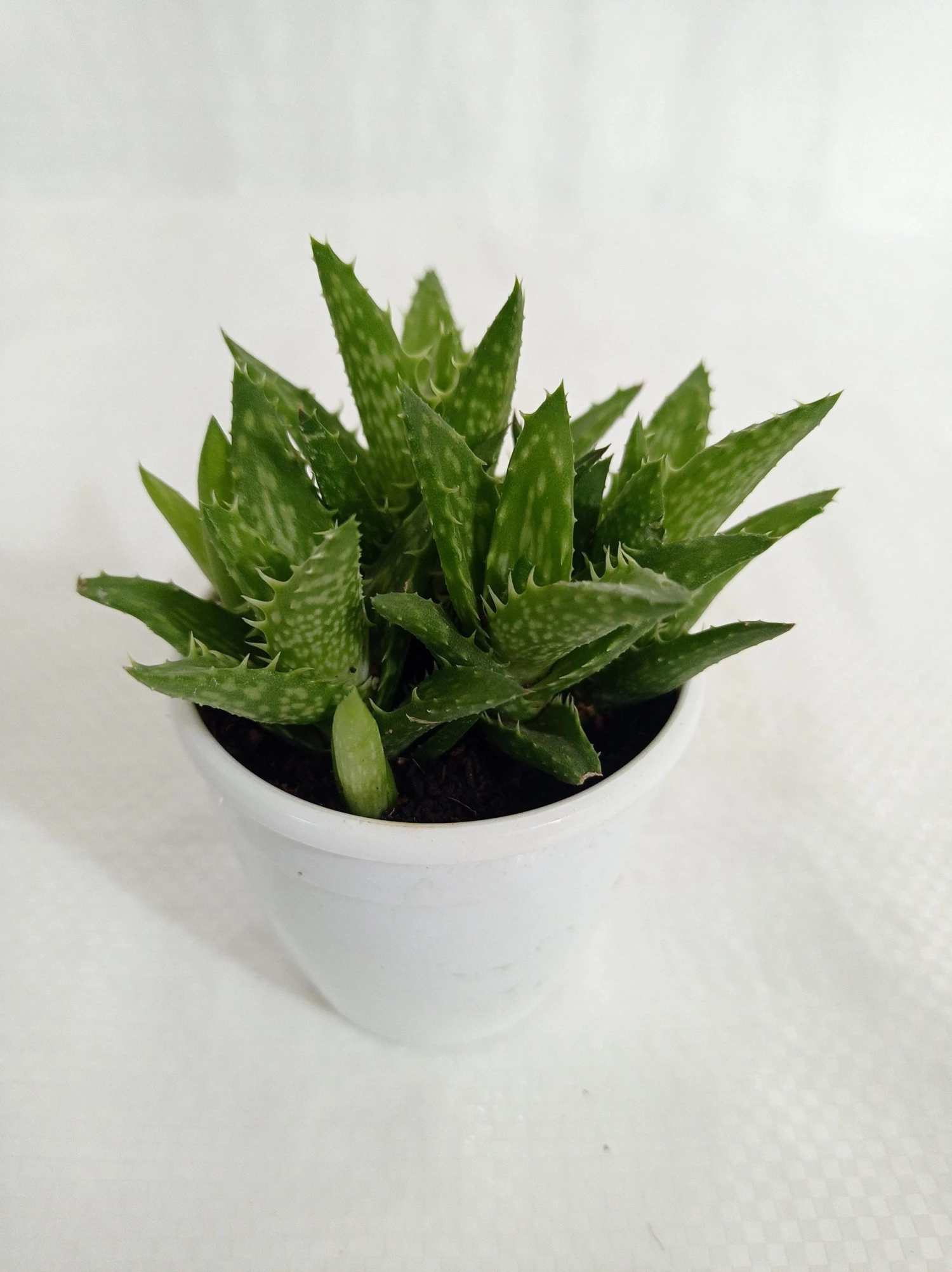 CGASPL Aloe Juvenna (Tiger Tooth Aloe) Succulent Plant Plants 5 CGASPL Aloe Juvenna (Tiger Tooth Aloe) Succulent Plant Plants