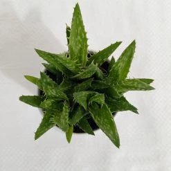 CGASPL Aloe Juvenna (Tiger Tooth Aloe) Succulent Plant Plants