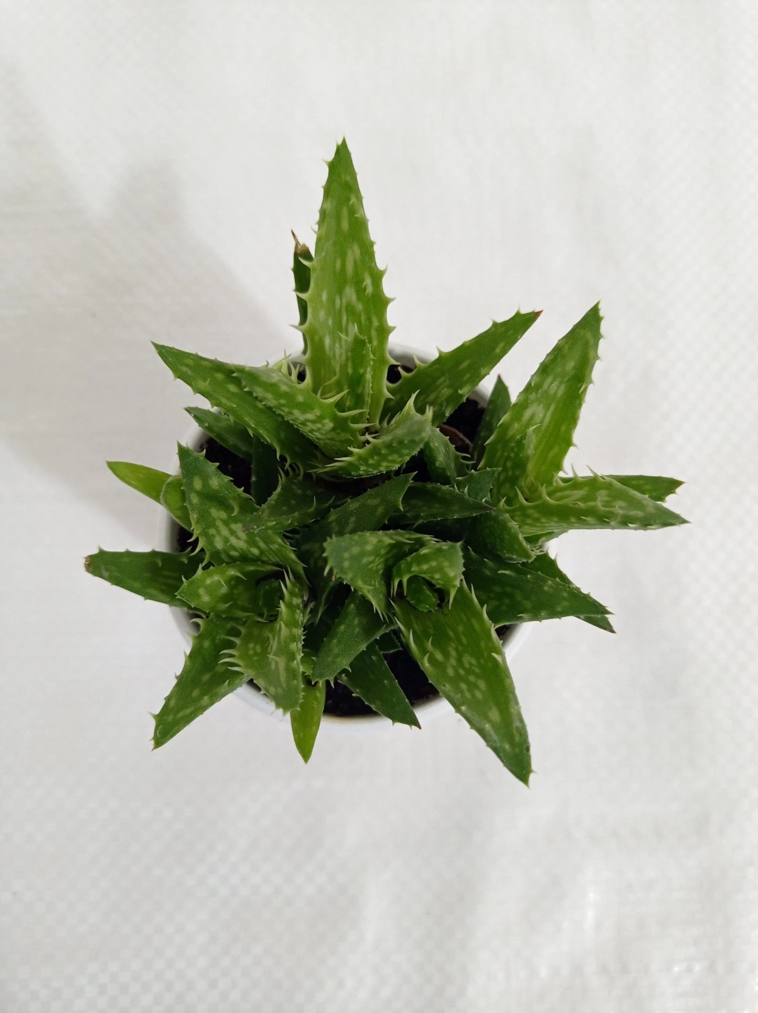 CGASPL Aloe Juvenna (Tiger Tooth Aloe) Succulent Plant Plants 4 CGASPL Aloe Juvenna (Tiger Tooth Aloe) Succulent Plant Plants