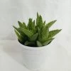 CGASPL Aloe Juvenna (Tiger Tooth Aloe) Succulent Plant Plants