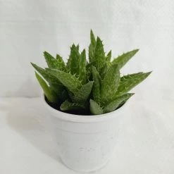 CGASPL Aloe Juvenna (Tiger Tooth Aloe) Succulent Plant Plants