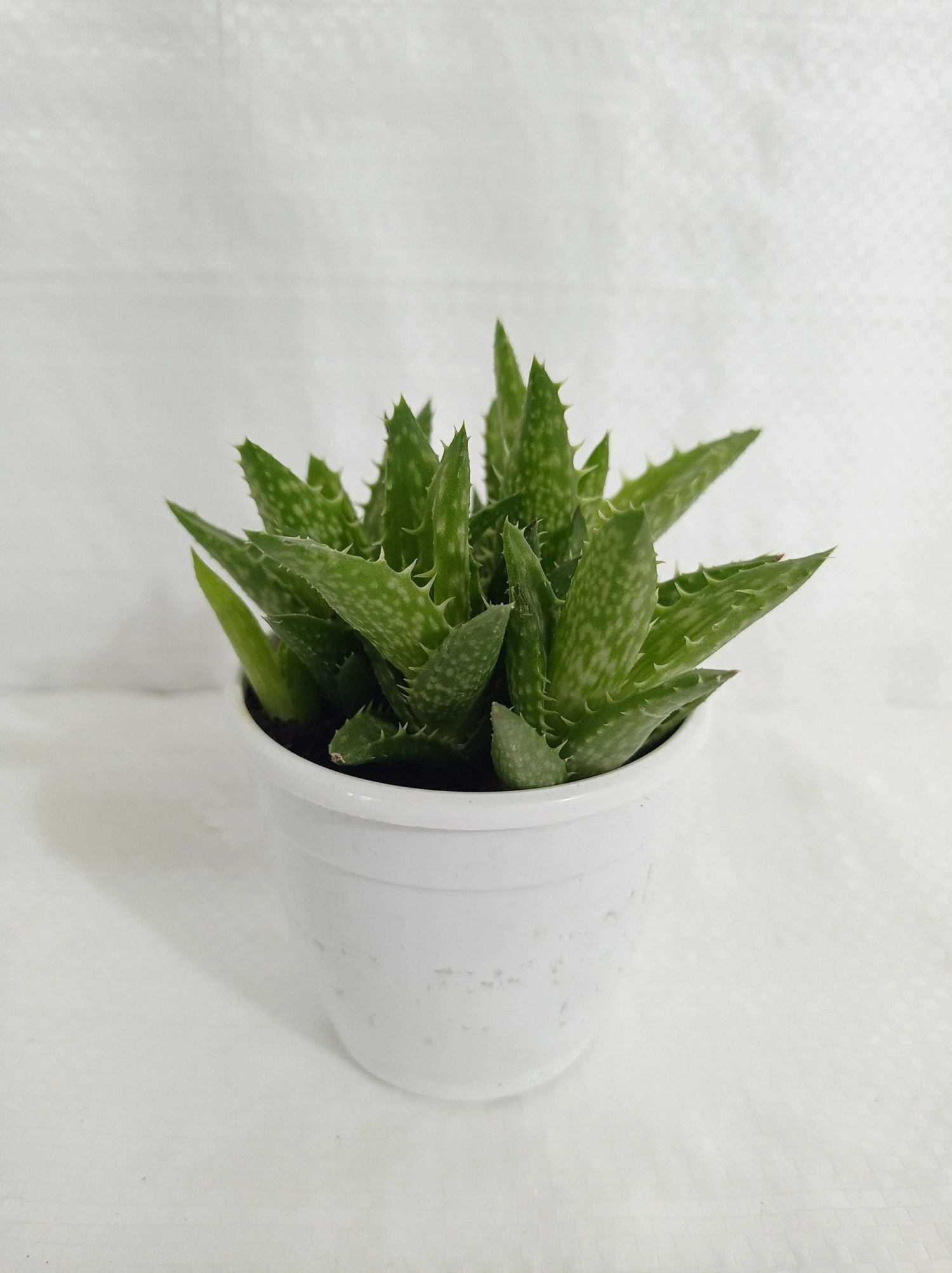 CGASPL Aloe Juvenna (Tiger Tooth Aloe) Succulent Plant Plants 3 CGASPL Aloe Juvenna (Tiger Tooth Aloe) Succulent Plant Plants